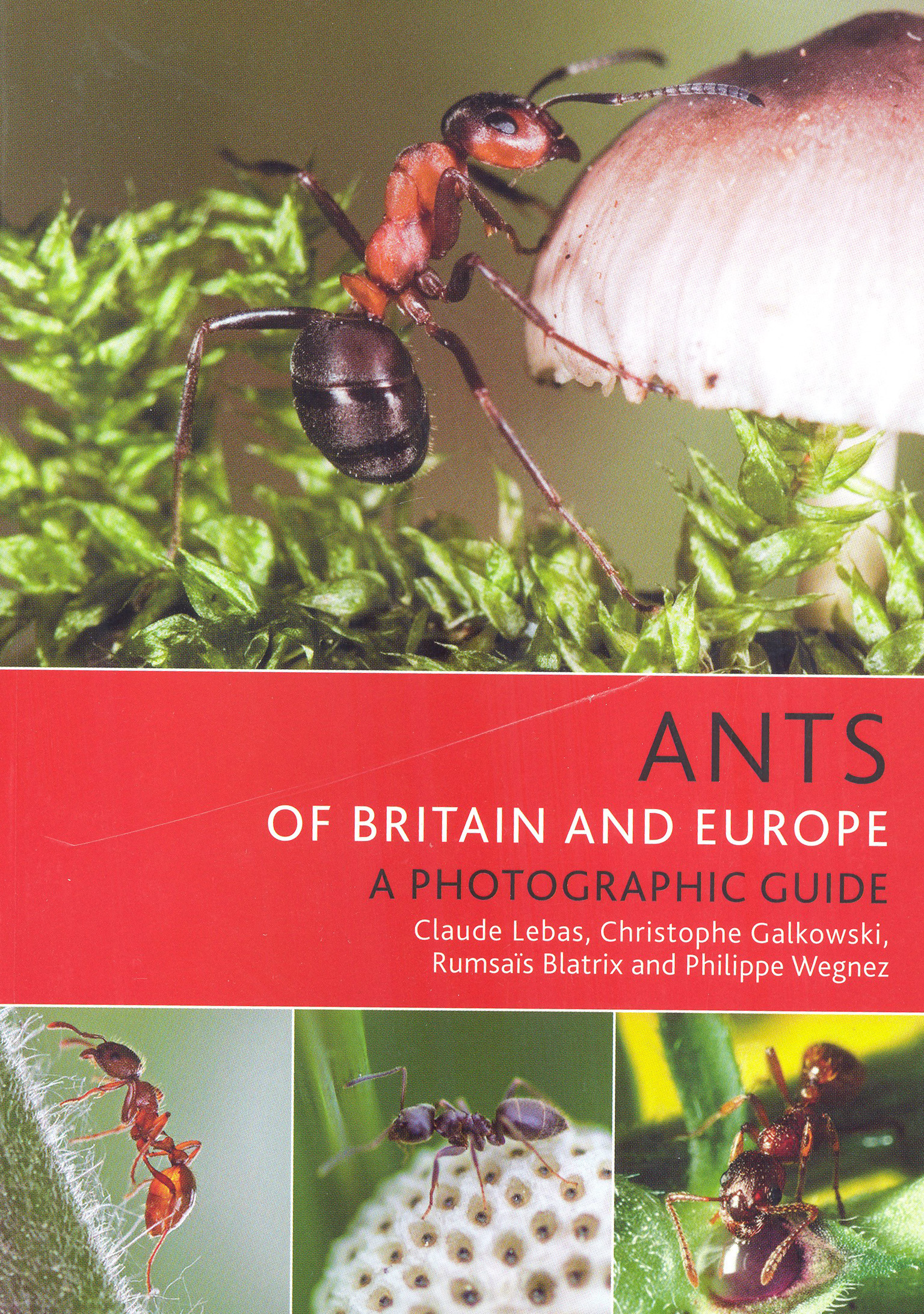 ANTS OF BRITAIN AND EUROPE