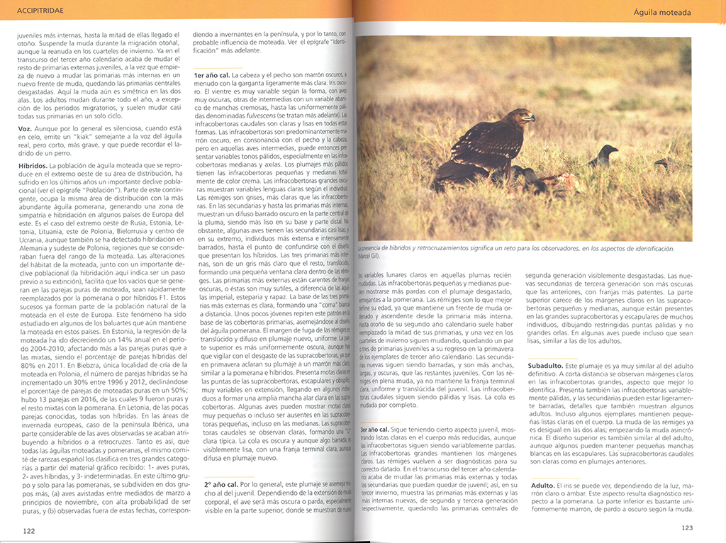 AVES RAPACES DE EUROPA 2