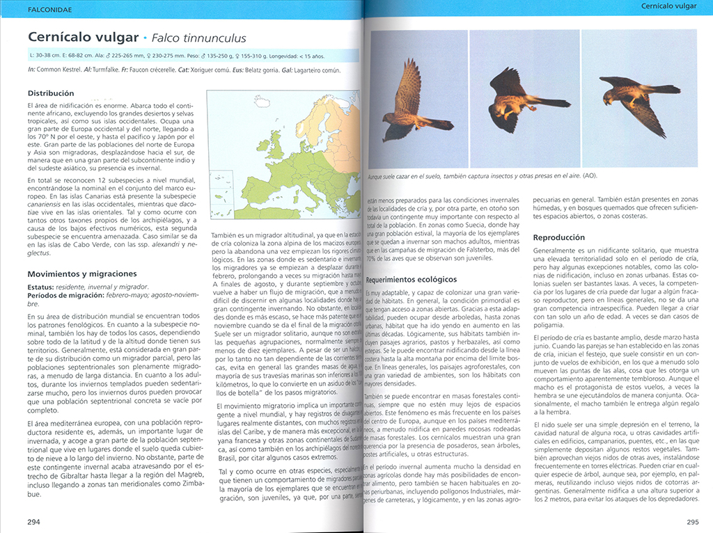 AVES RAPACES DE EUROPA 3