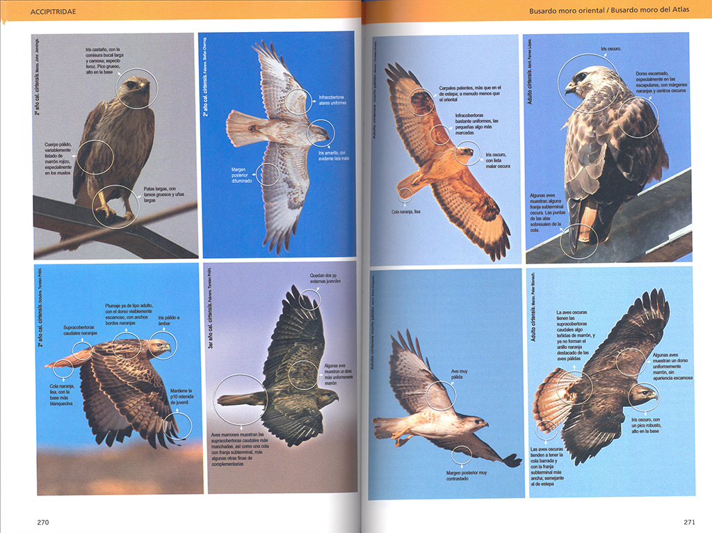 AVES RAPACES DE EUROPA 4