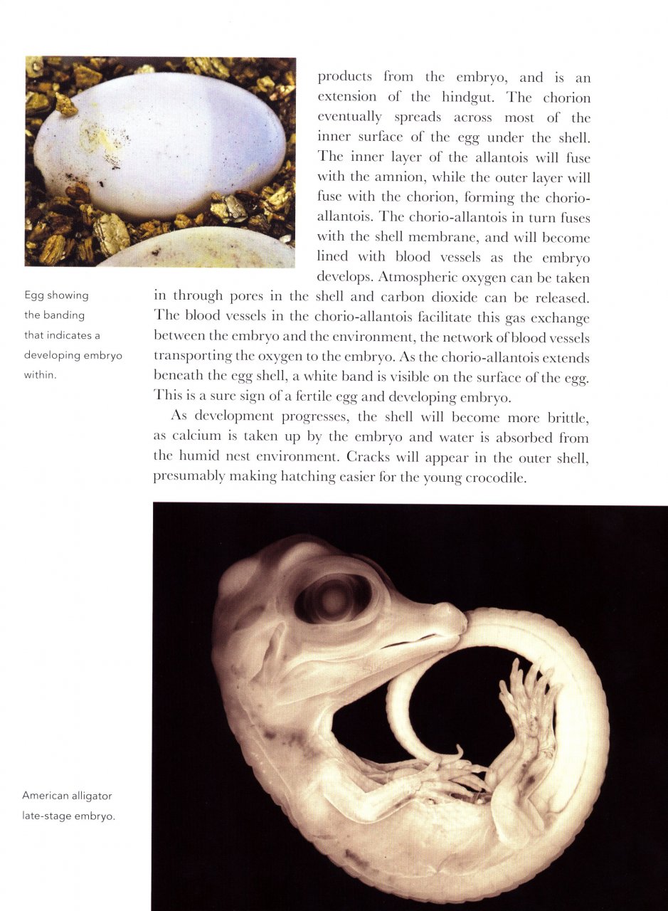 CROCODILES OF THE WORLD. A COMPLETE GUIDE TO ALLIGATORS, CAIMANS, CROCODILES AND CHARIALS 3