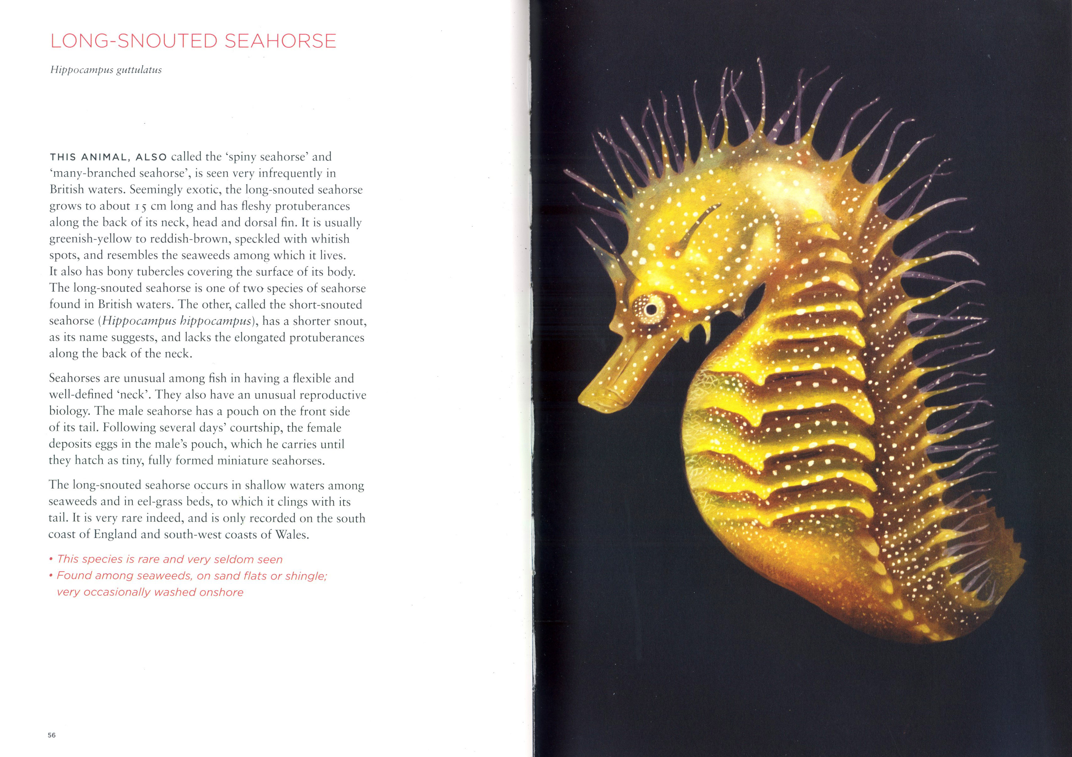 CURIOUS CREATURES ON OUR SHORES 2