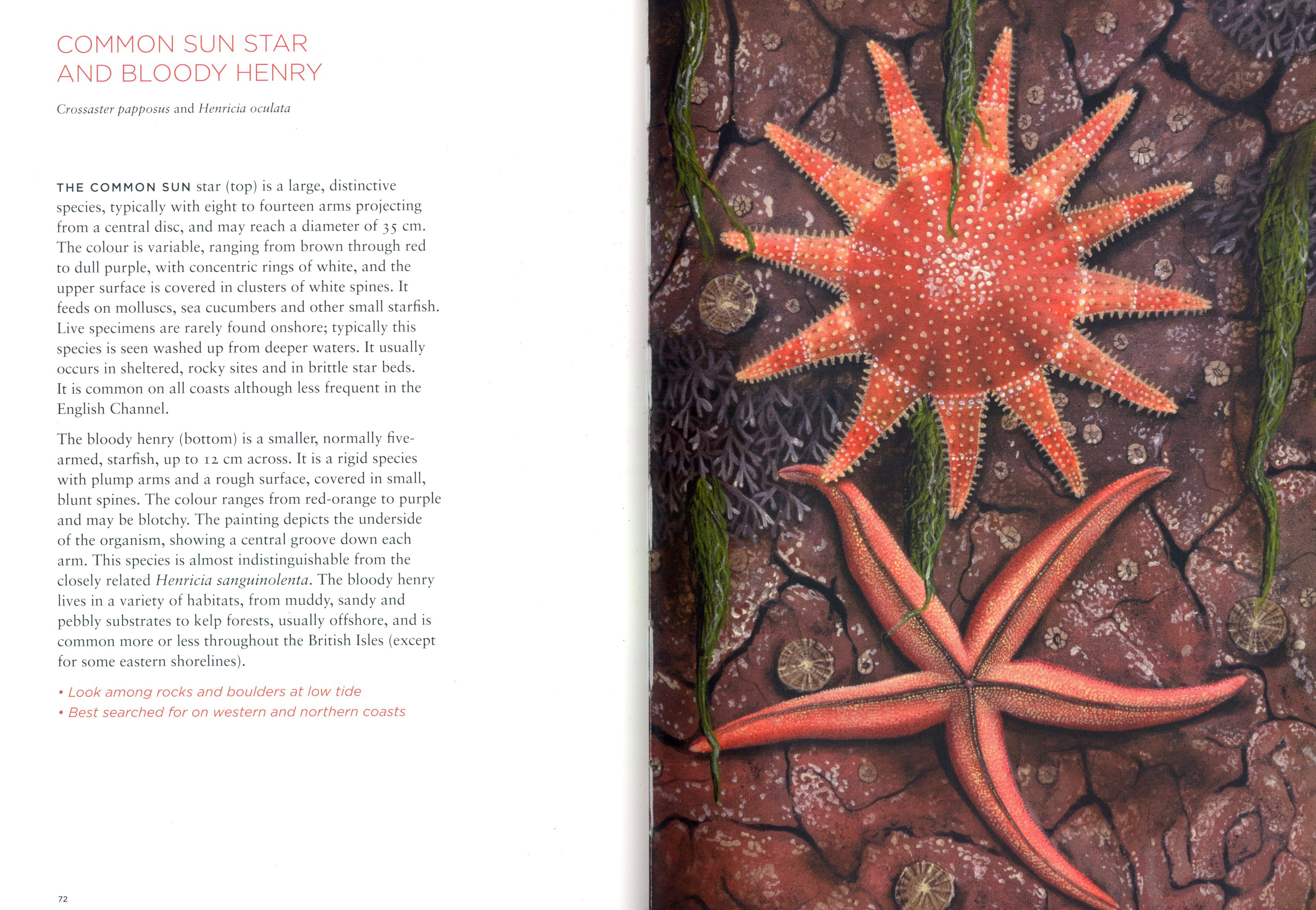 CURIOUS CREATURES ON OUR SHORES 3
