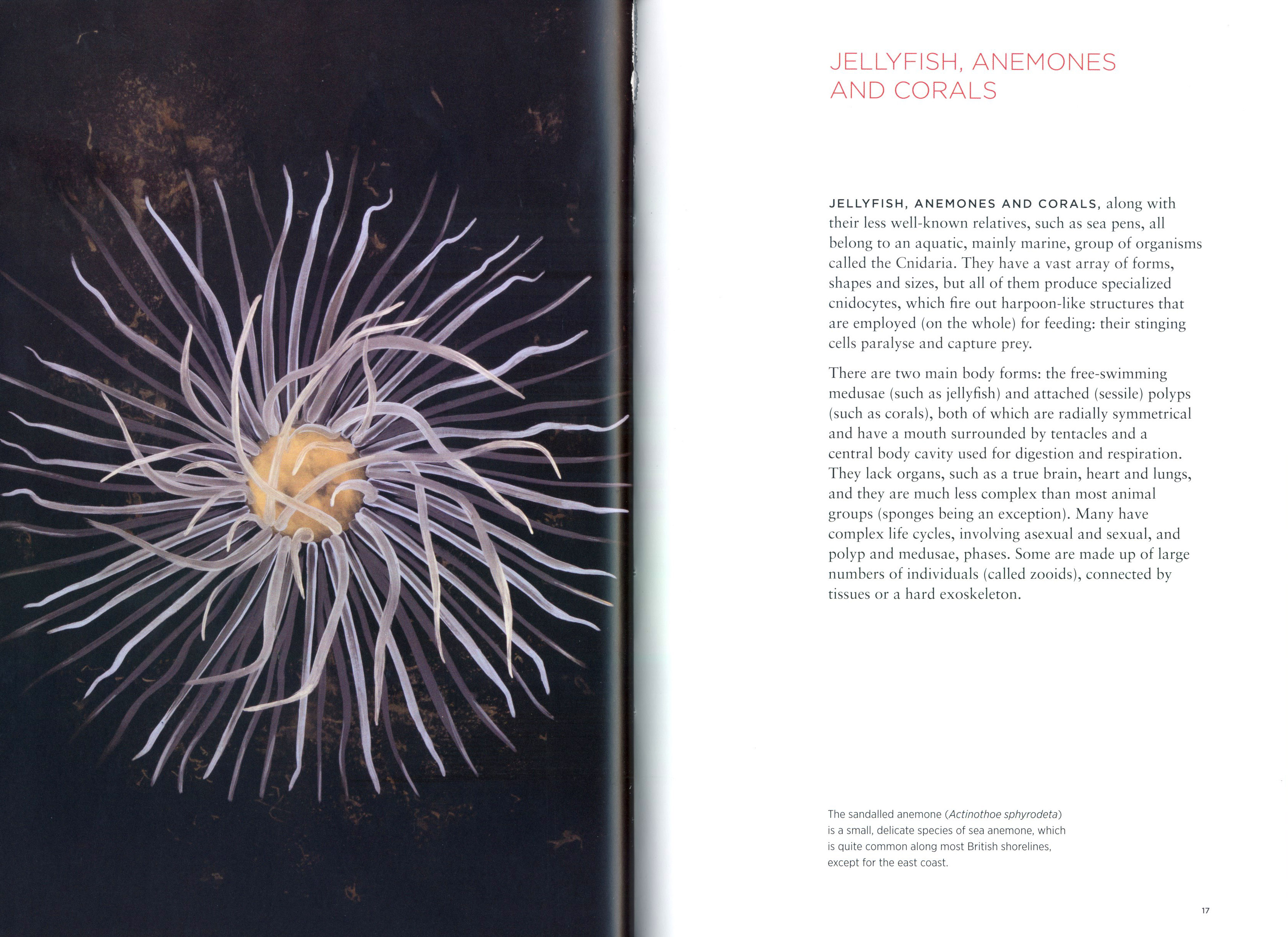 CURIOUS CREATURES ON OUR SHORES 4