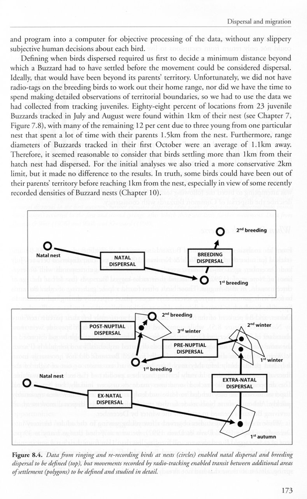 THE COMMON BUZZARD 2