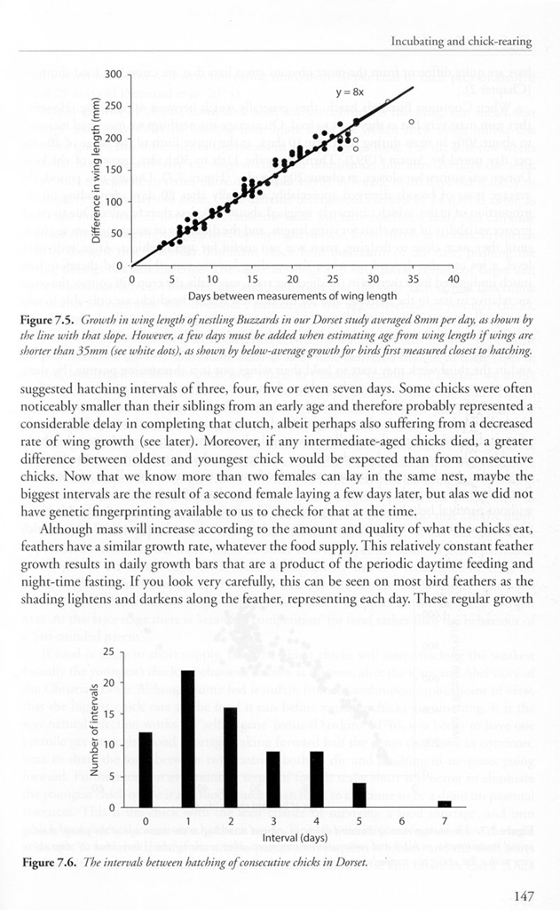 THE COMMON BUZZARD 3