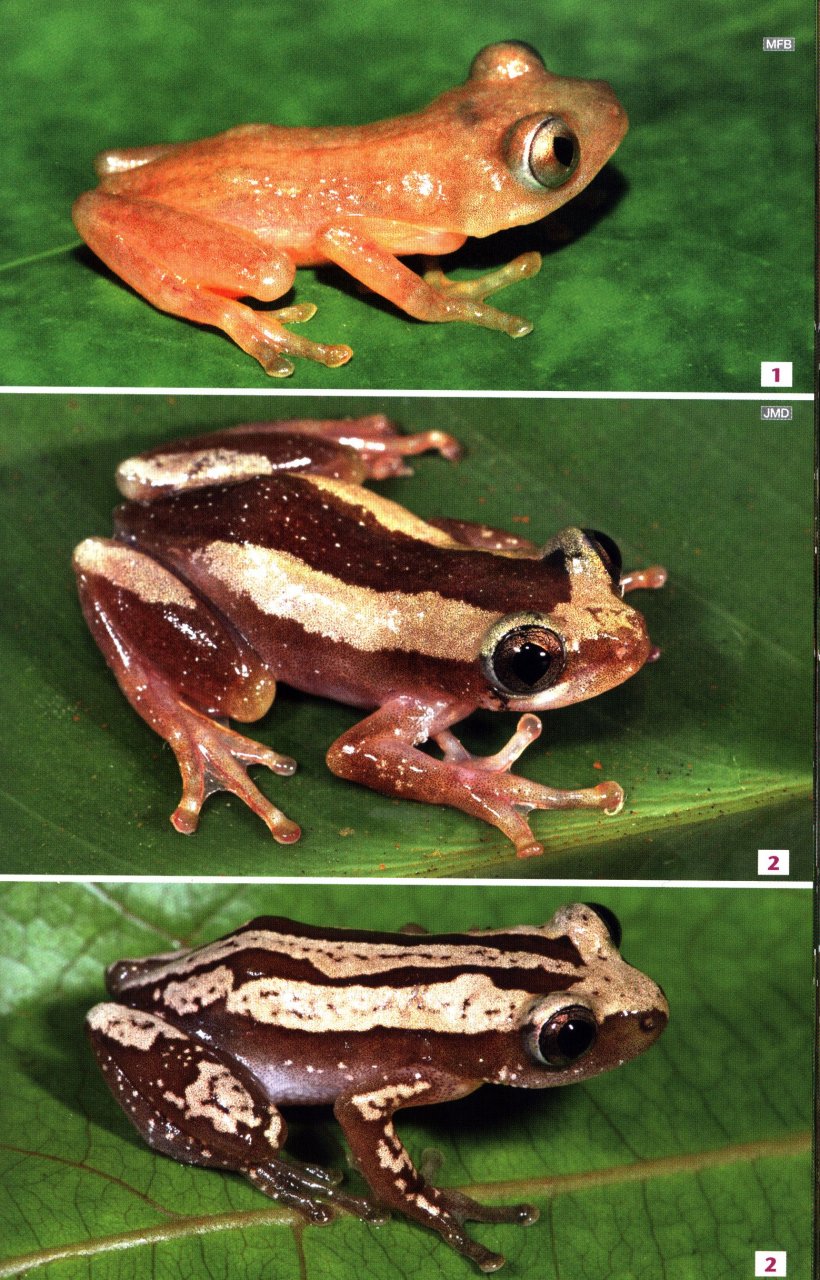 FIELD GUIDE TO THE FROGS &AMP; OTHER AMPHIBIANS OF AFRICA 3