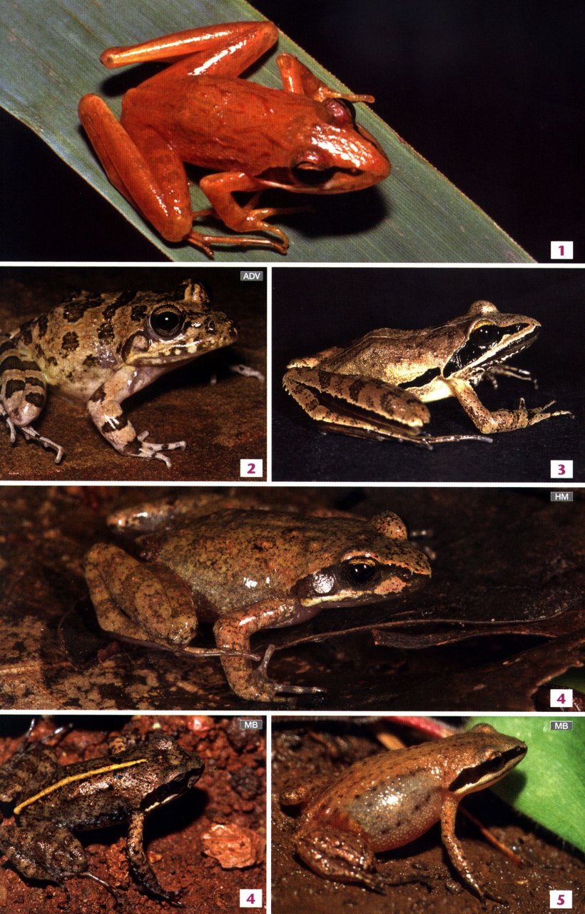 FIELD GUIDE TO THE FROGS &AMP; OTHER AMPHIBIANS OF AFRICA 5