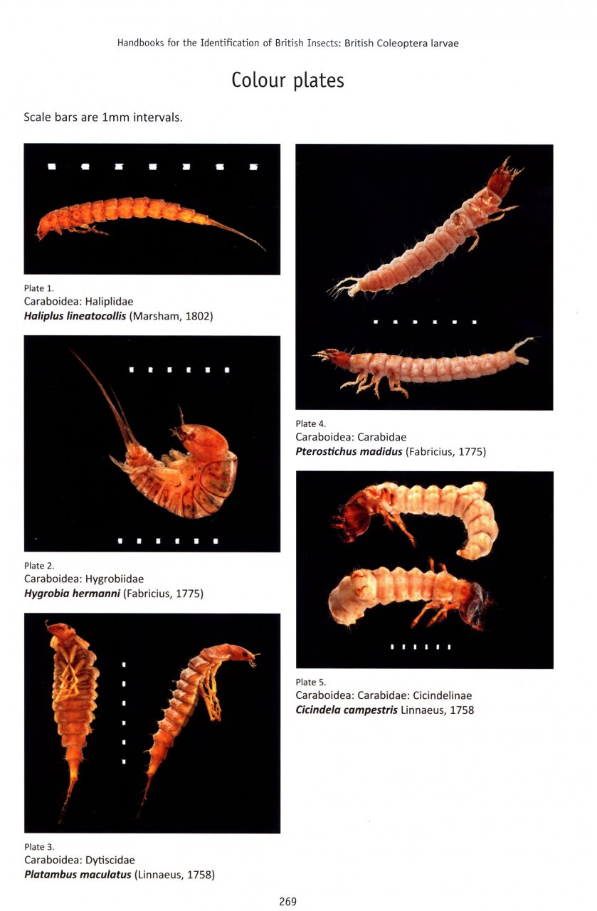 BRITISH COLEOPTERA LARVAE. A GUIDE TO THE FAMILIES AND MAJOR SUBFAMILIES 2