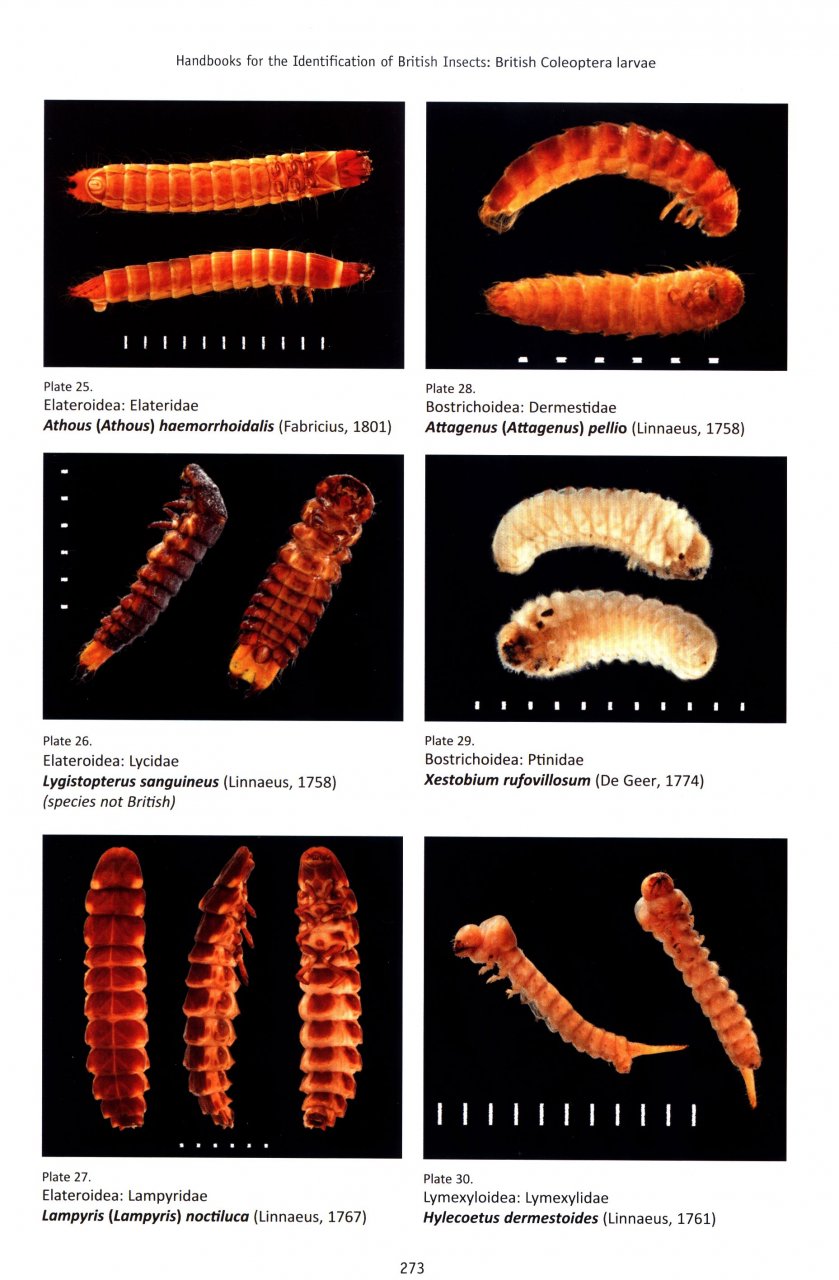 BRITISH COLEOPTERA LARVAE. A GUIDE TO THE FAMILIES AND MAJOR SUBFAMILIES 5