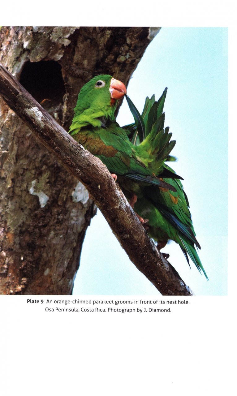 THINKING LIKE A PARROT 3