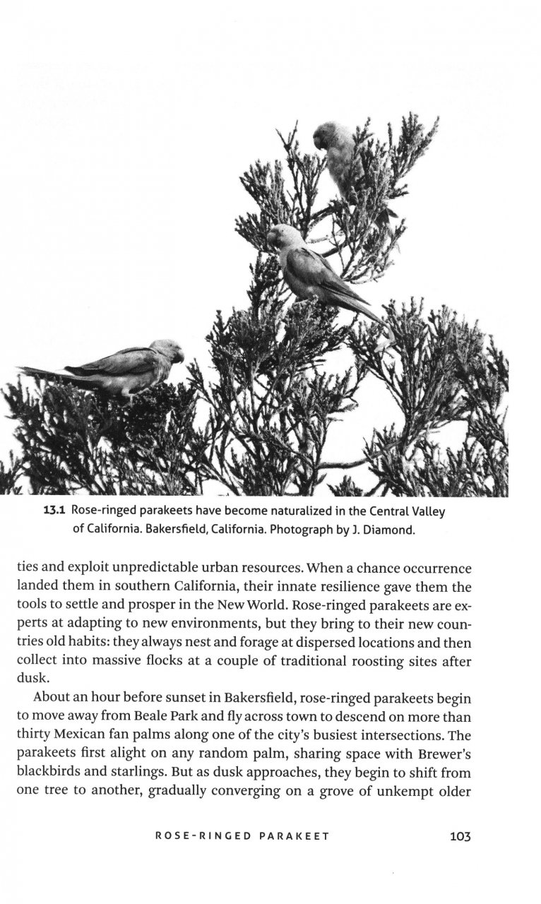 THINKING LIKE A PARROT 4