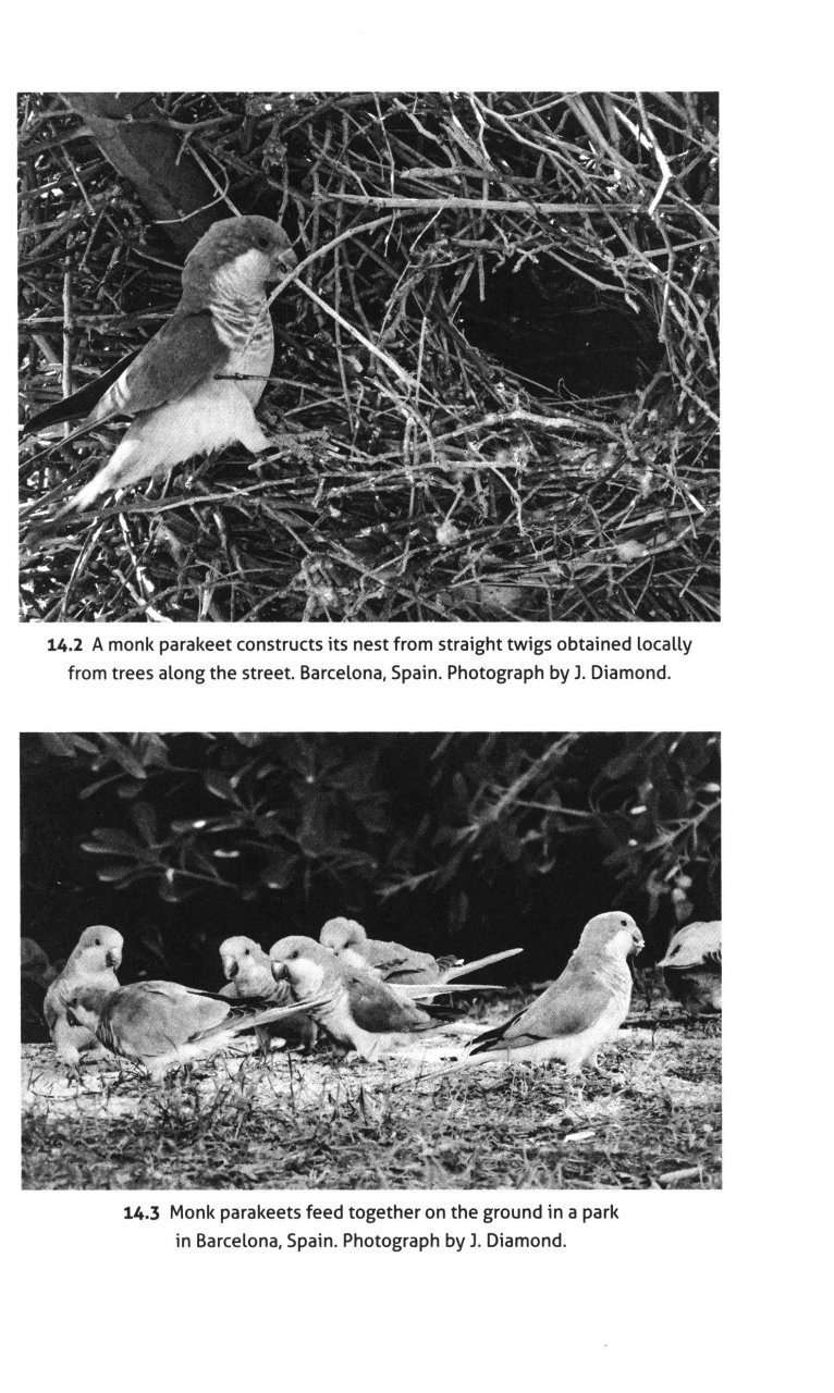 THINKING LIKE A PARROT 5