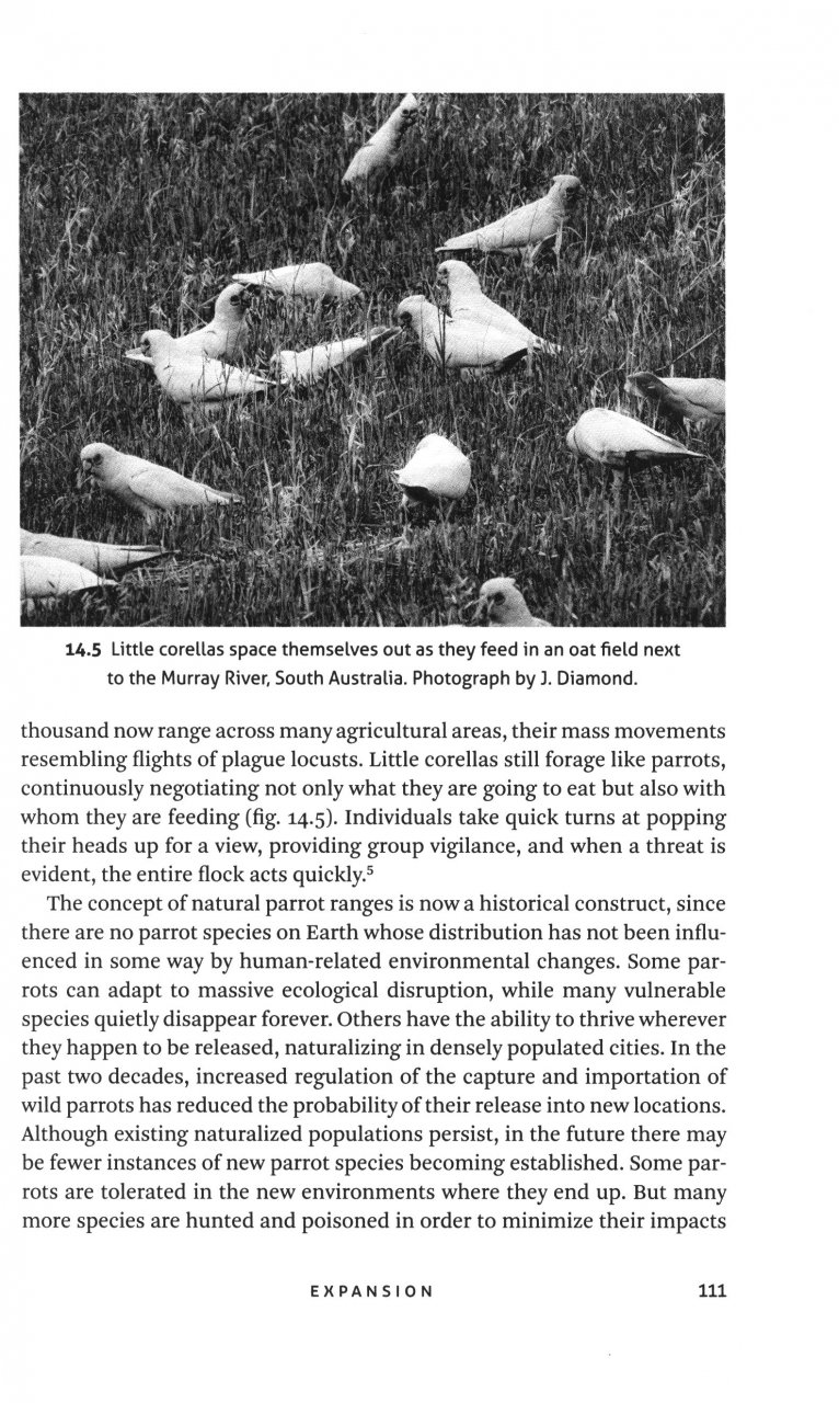 THINKING LIKE A PARROT 6