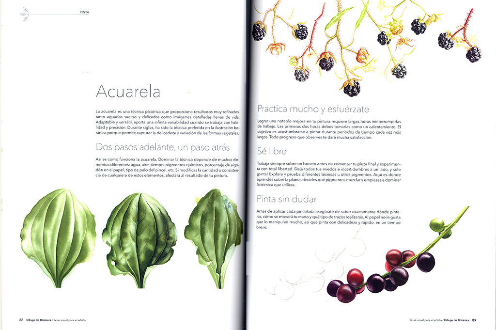 DIBUJO DE BOTÁNICA. GUÍA VISUAL PARA EL ARTISTA 3