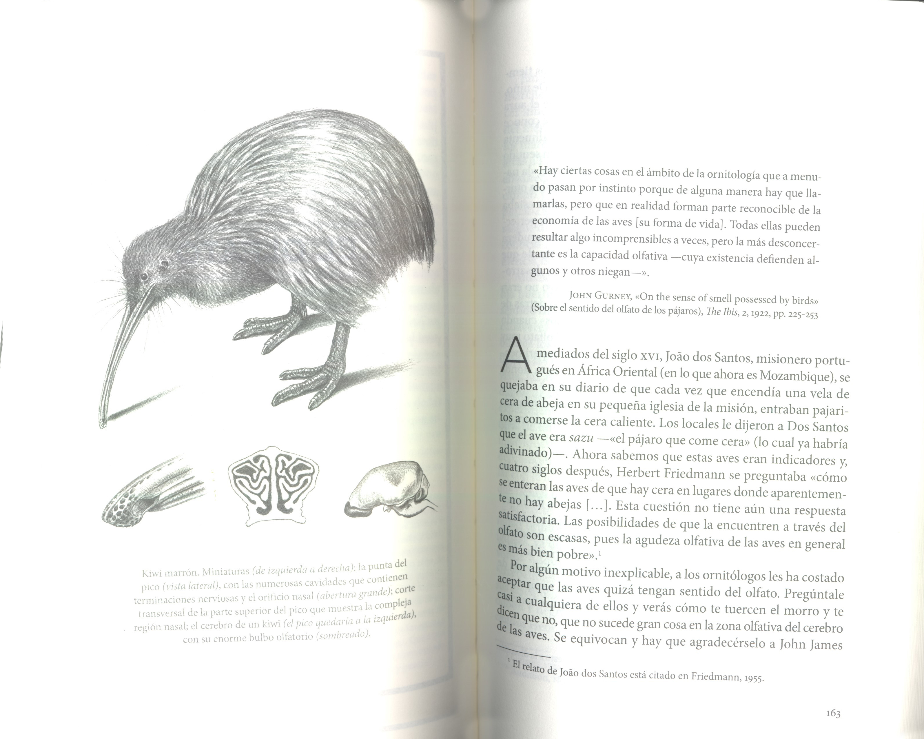 LOS SENTIDOS DE LAS AVES. QUÉ SE SIENTE AL SER UN PÁJARO 4