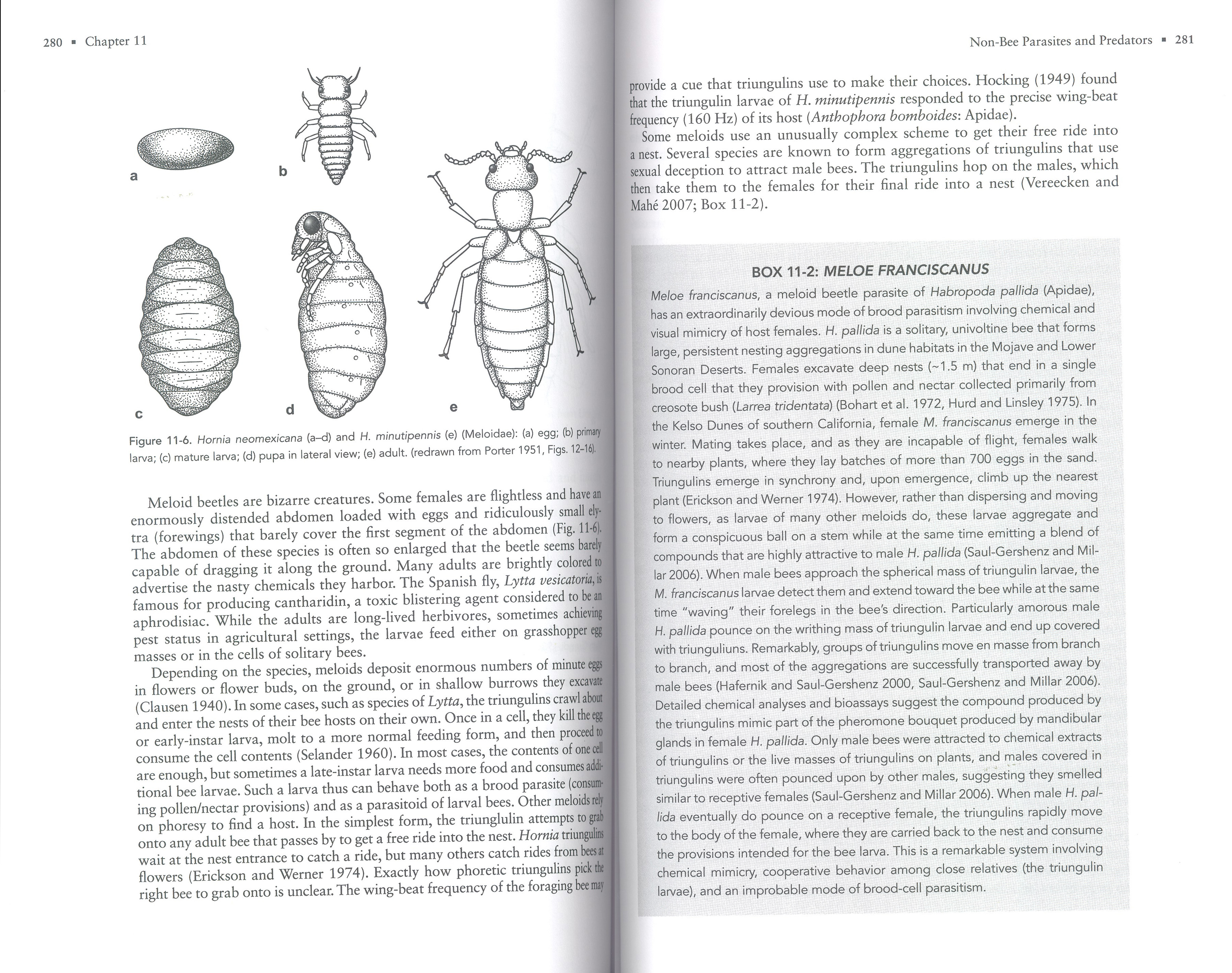 THE SOLITARY BEES 2