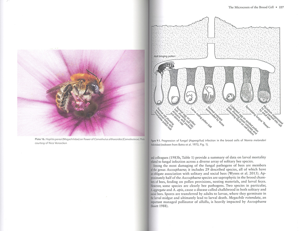 THE SOLITARY BEES 4