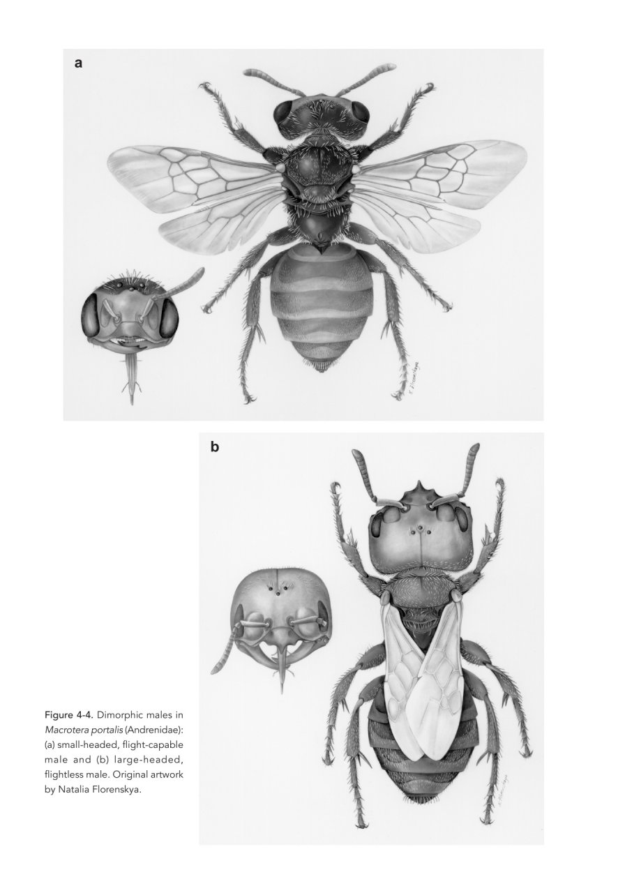 THE SOLITARY BEES 5