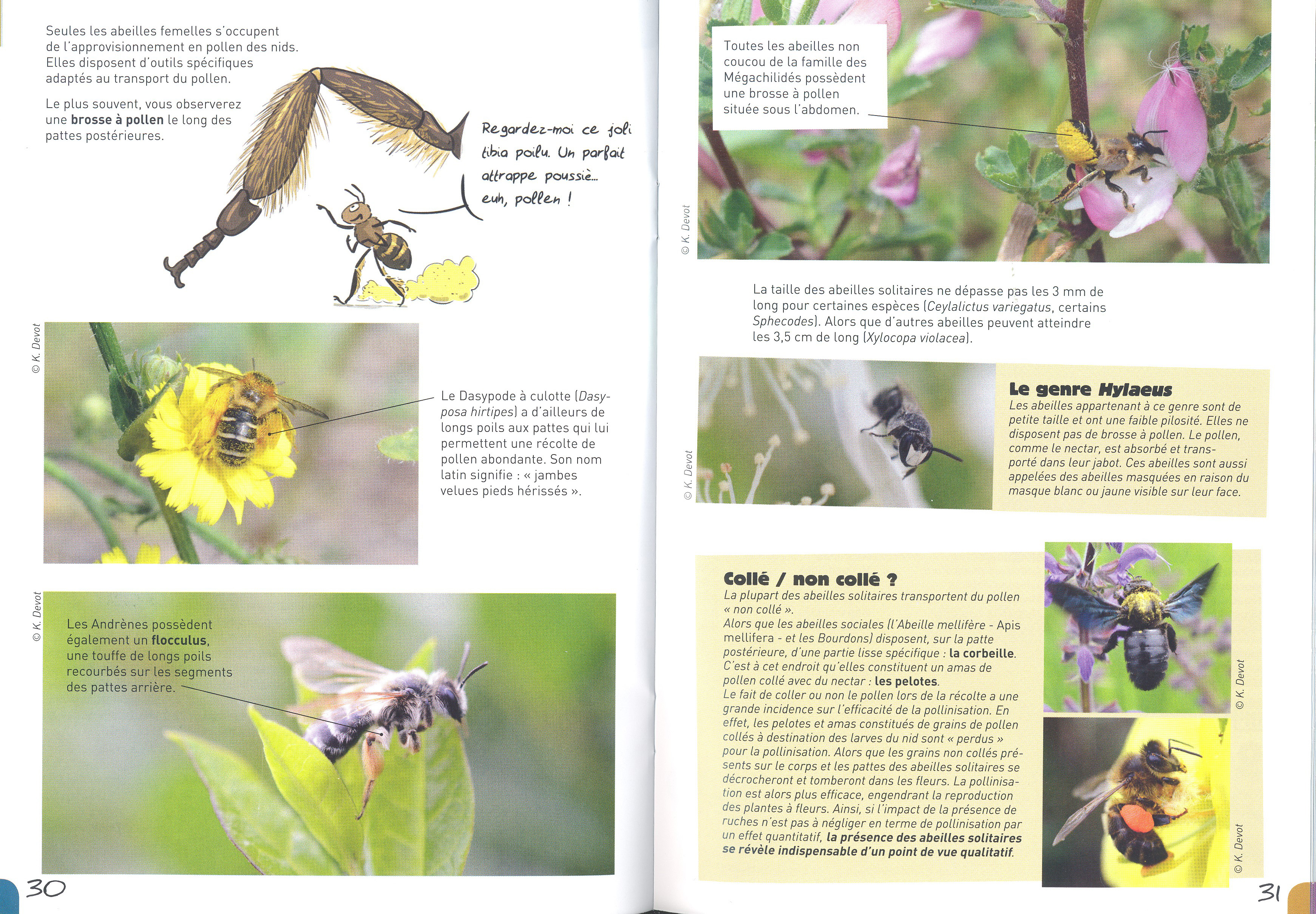À LA RENCONTRE DES ABEILLES SOLITAIRES 2