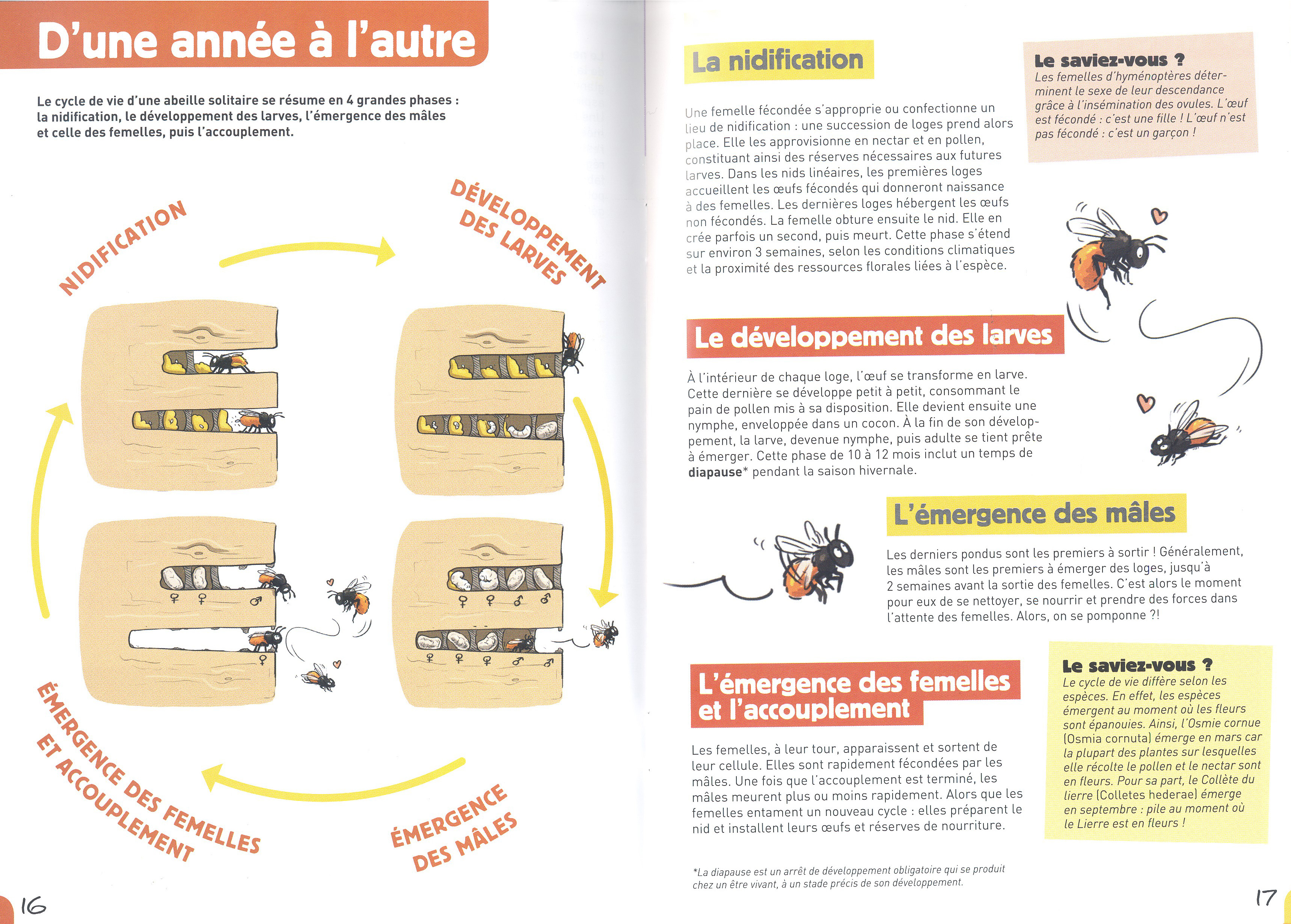 À LA RENCONTRE DES ABEILLES SOLITAIRES 3