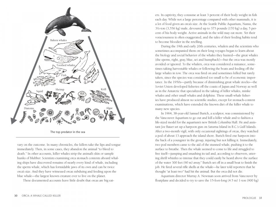ORCA: THE WHALE CALLED KILLER 2