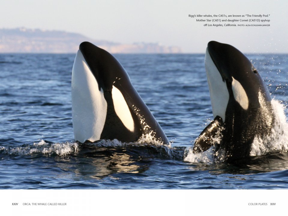 ORCA: THE WHALE CALLED KILLER 4