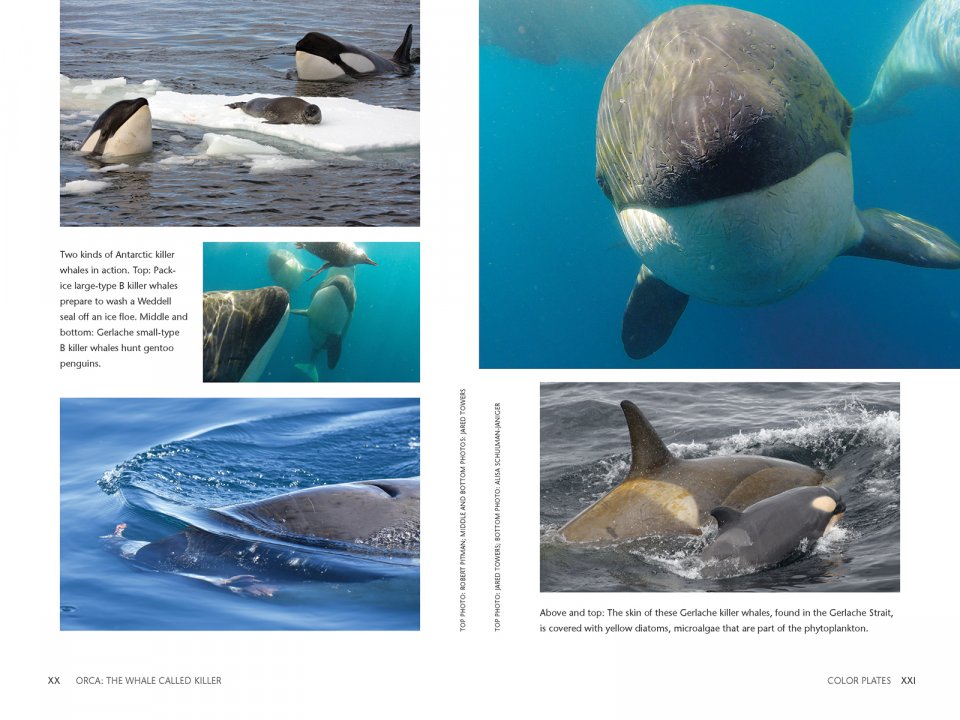 ORCA: THE WHALE CALLED KILLER 5