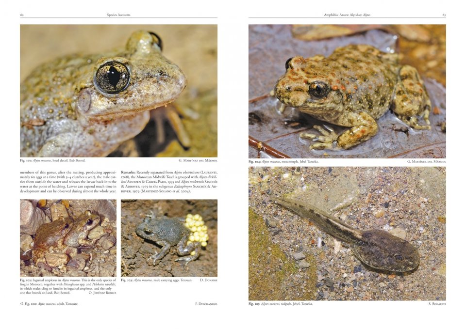 AMPHIBIANS AND REPTILES OF MOROCCO 2