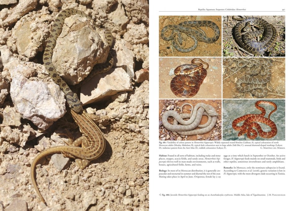 AMPHIBIANS AND REPTILES OF MOROCCO 4