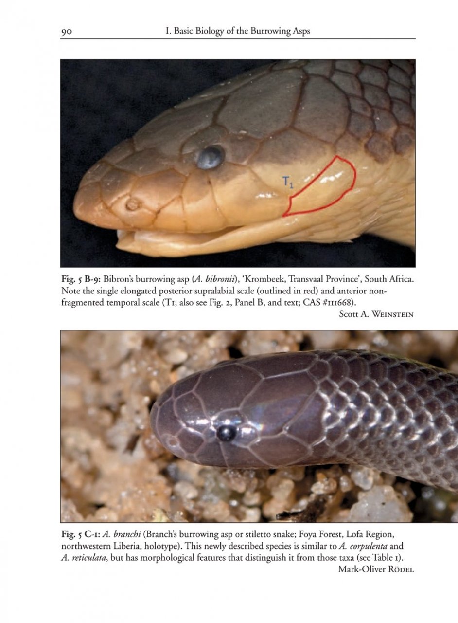 THE AFRICAN AND MIDDLE EASTERN BURROWING ASPS AND THEIR ALLIES 2