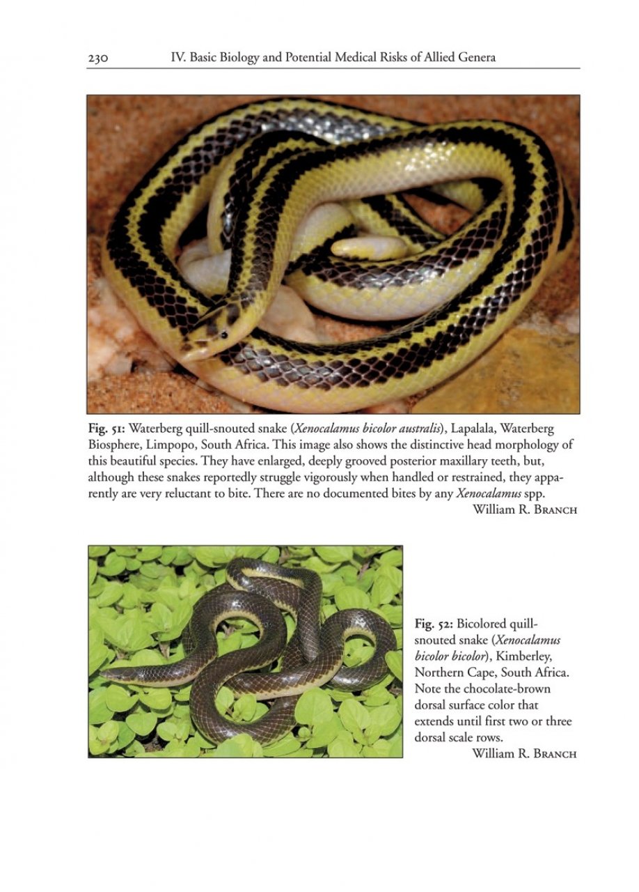 THE AFRICAN AND MIDDLE EASTERN BURROWING ASPS AND THEIR ALLIES 6