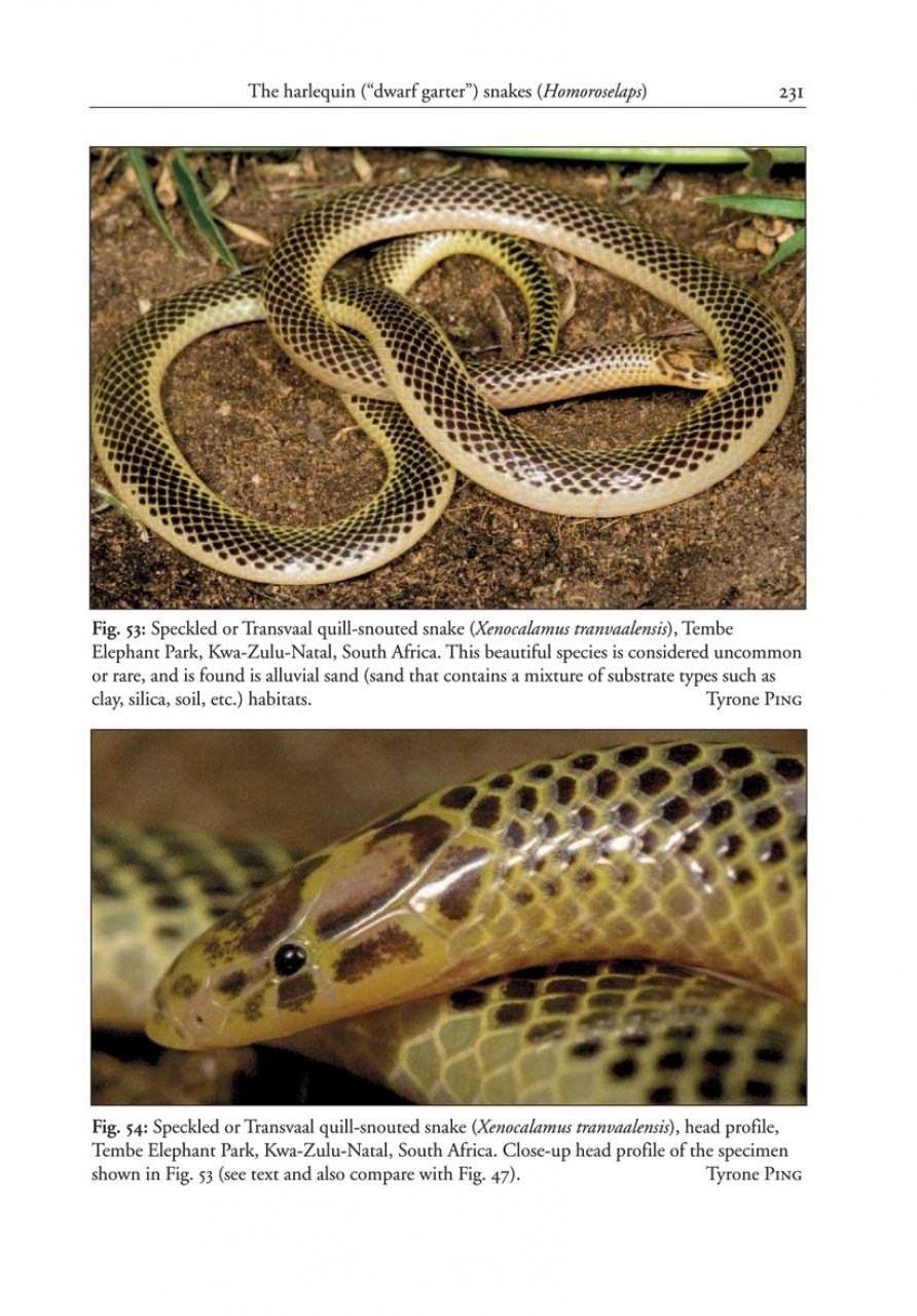 THE AFRICAN AND MIDDLE EASTERN BURROWING ASPS AND THEIR ALLIES 7