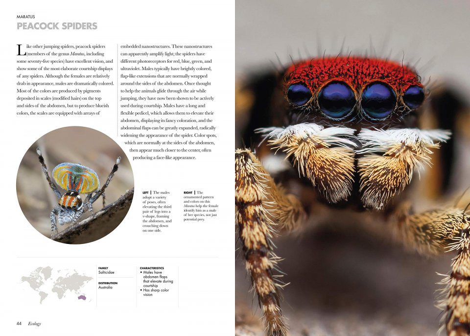 SPIDERS OF THE WORLD. A NATURAL HISTORY 2