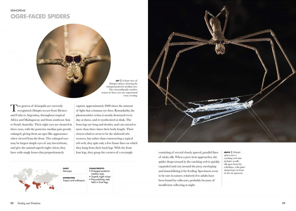 SPIDERS OF THE WORLD. A NATURAL HISTORY 3