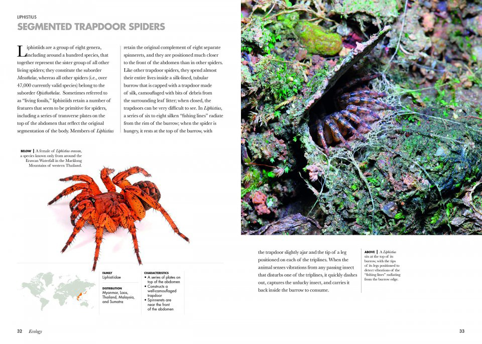 SPIDERS OF THE WORLD. A NATURAL HISTORY 4