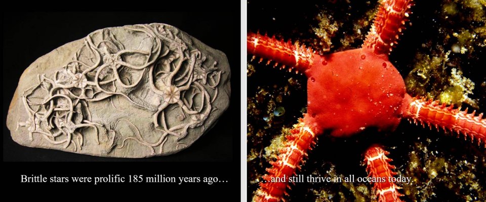 BEYOND EXTINCTION. THE ETERNAL OCEAN 2