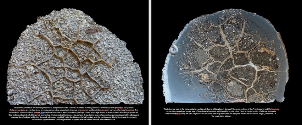 BEYOND EXTINCTION. THE ETERNAL OCEAN 4