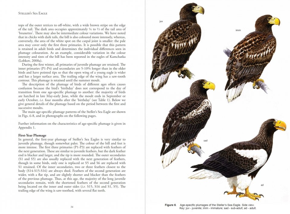 STELLER'S SEA EAGLE 2