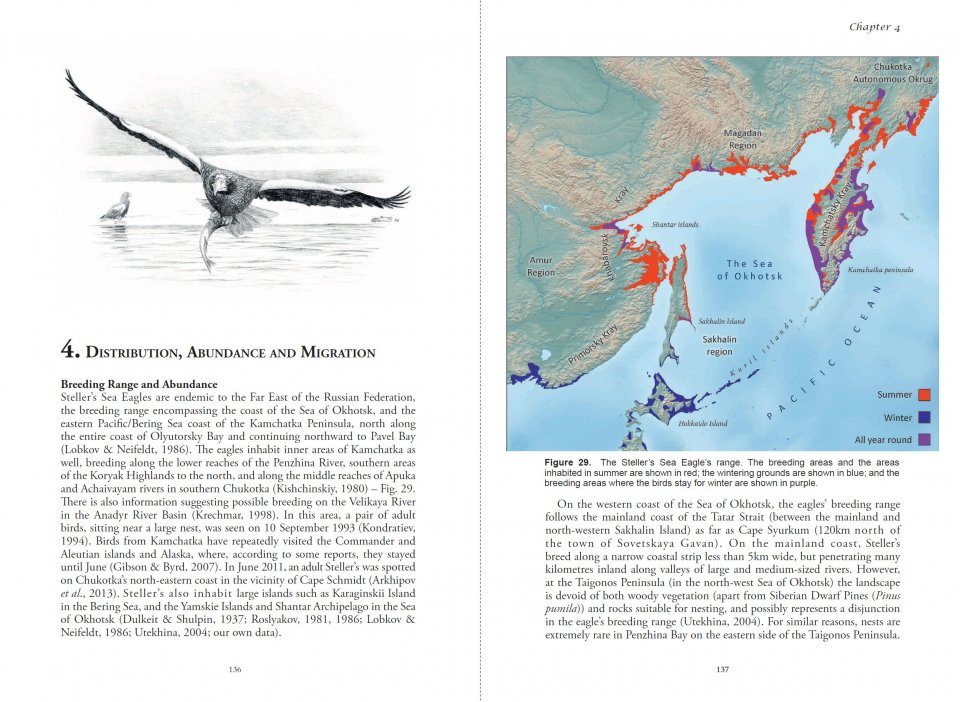 STELLER'S SEA EAGLE 3