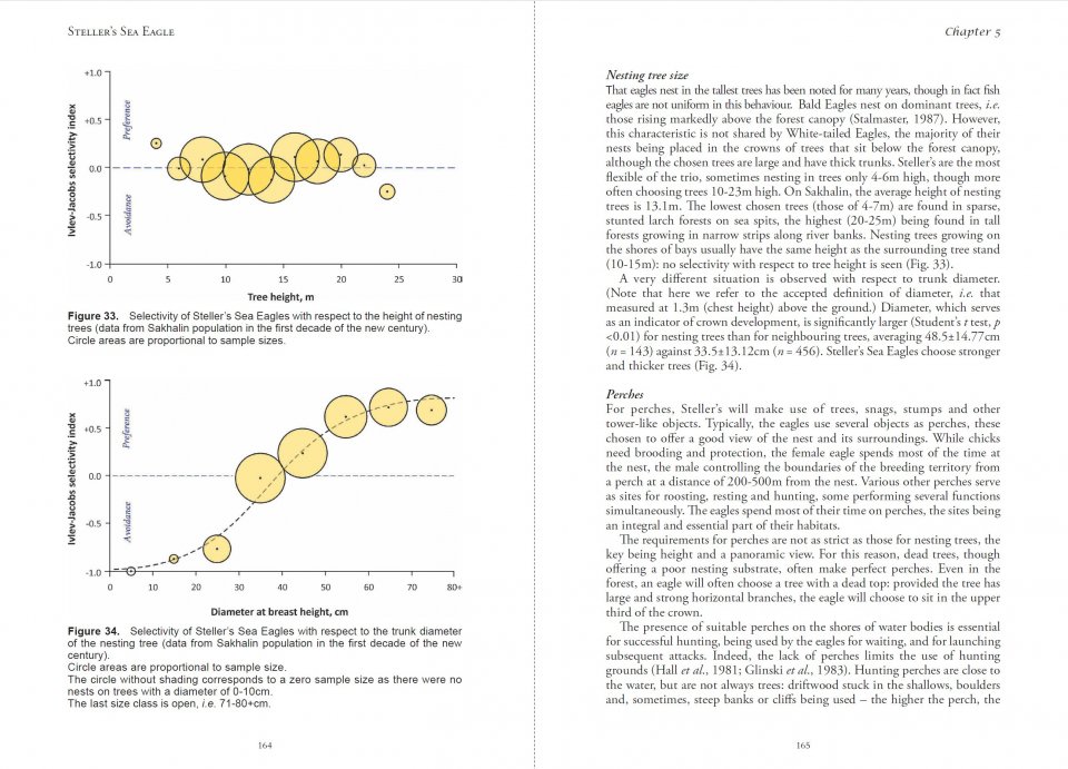 STELLER'S SEA EAGLE 4