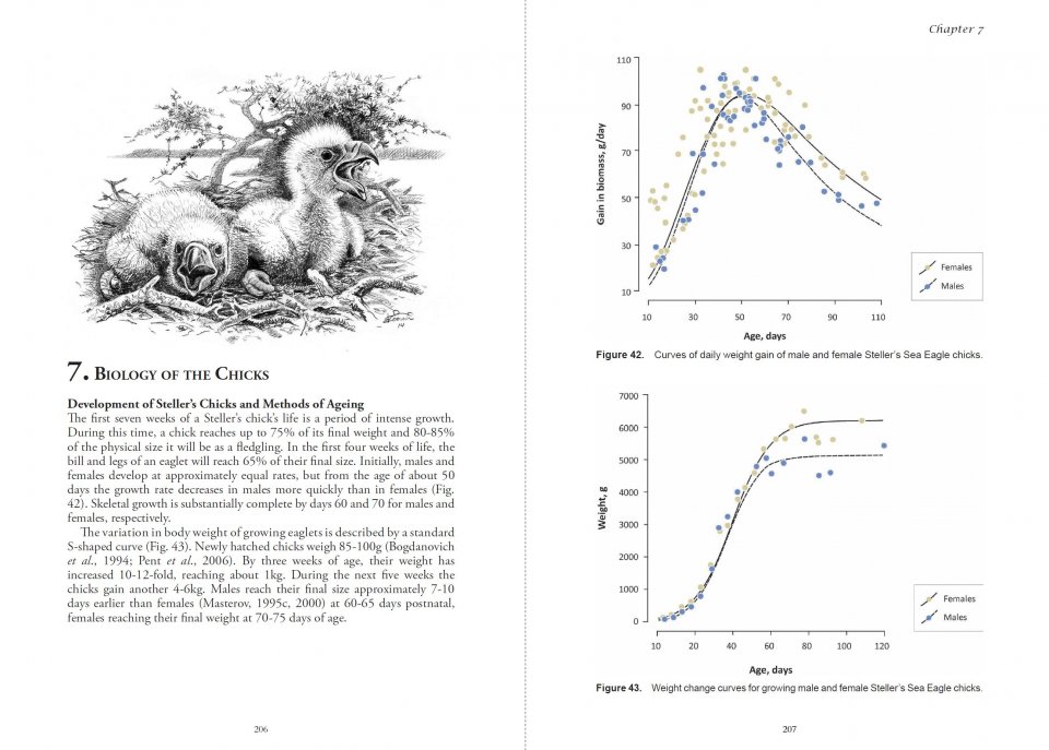 STELLER'S SEA EAGLE 5
