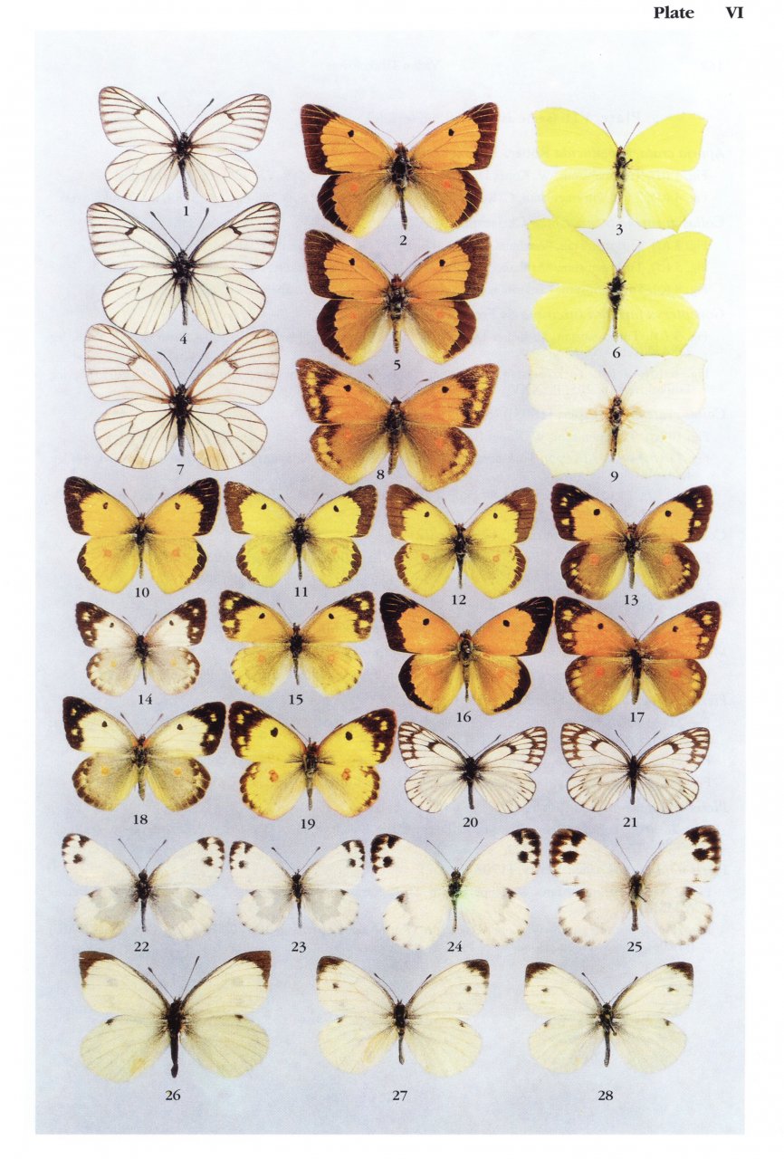 THE BUTTERFLIES OF TURKMENISTAN 2