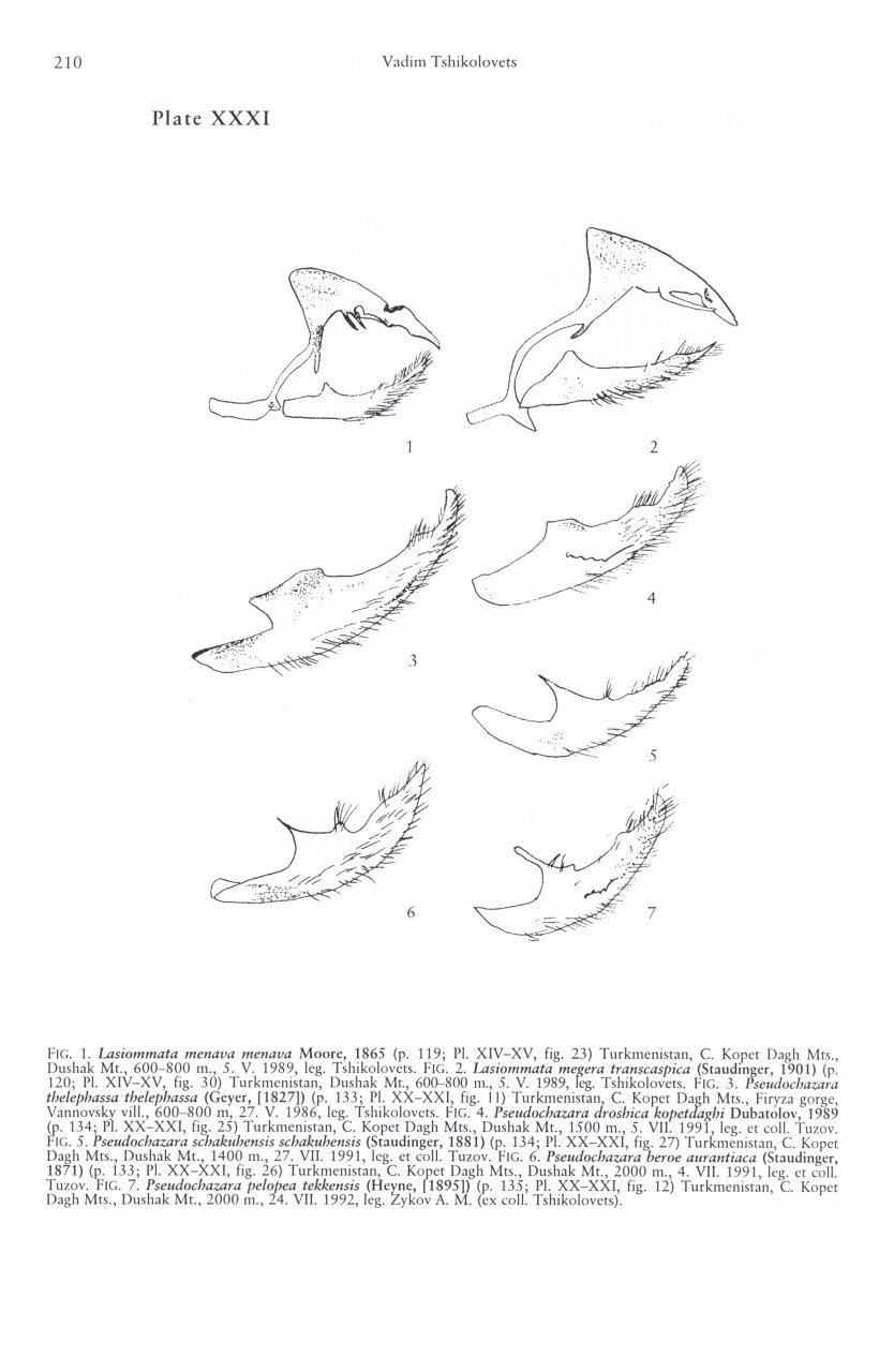 THE BUTTERFLIES OF TURKMENISTAN 4