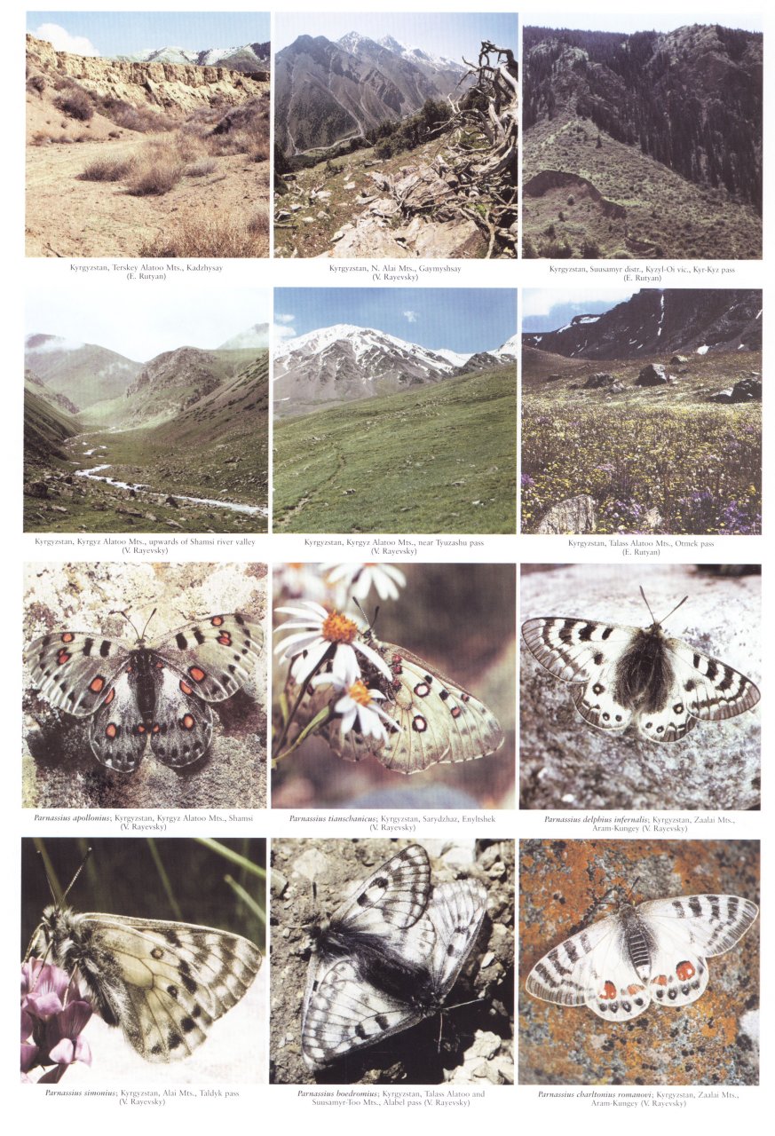 THE BUTTERFLIES OF KYRGYZSTAN 4