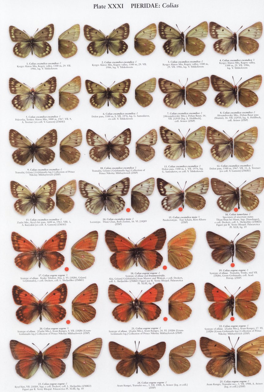 THE BUTTERFLIES OF KYRGYZSTAN 5