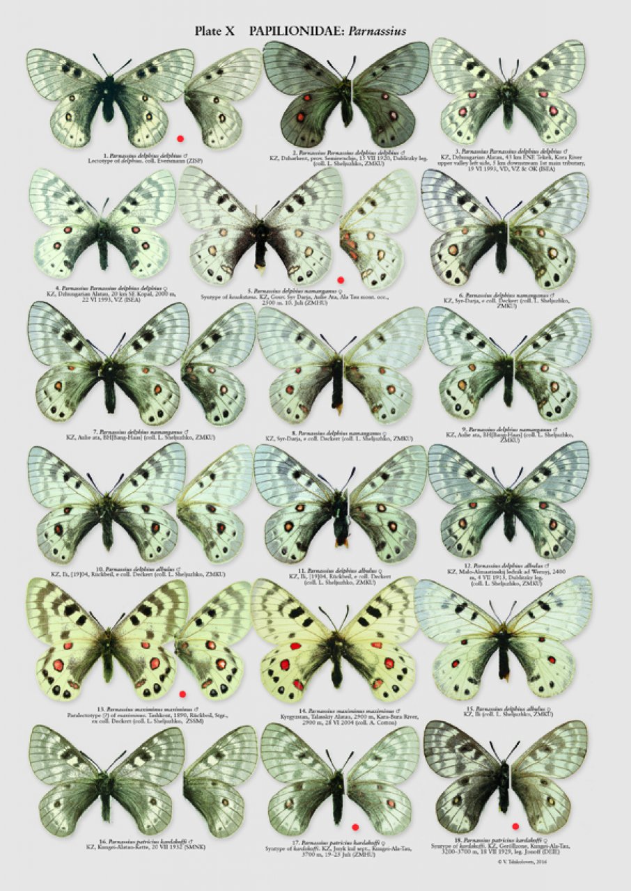 THE BUTTERFLIES OF KAZAKHASTAN 2