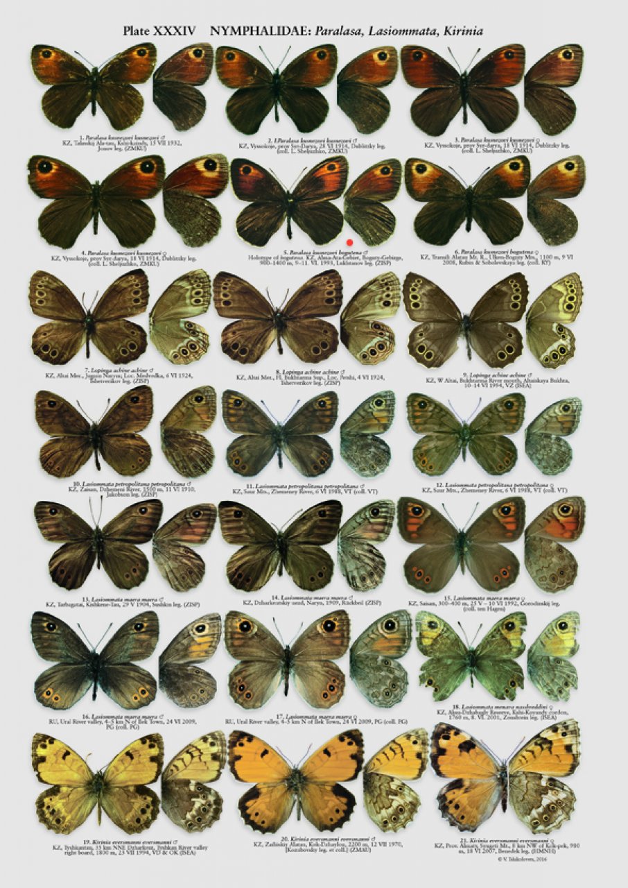 THE BUTTERFLIES OF KAZAKHASTAN 3