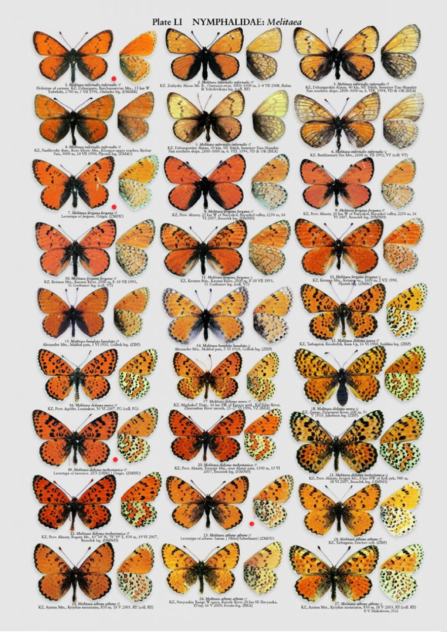 THE BUTTERFLIES OF KAZAKHASTAN 4