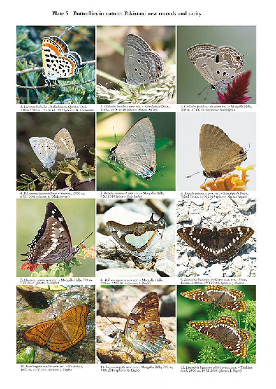 THE BUTTERFLIES OF PAKISTAN 3